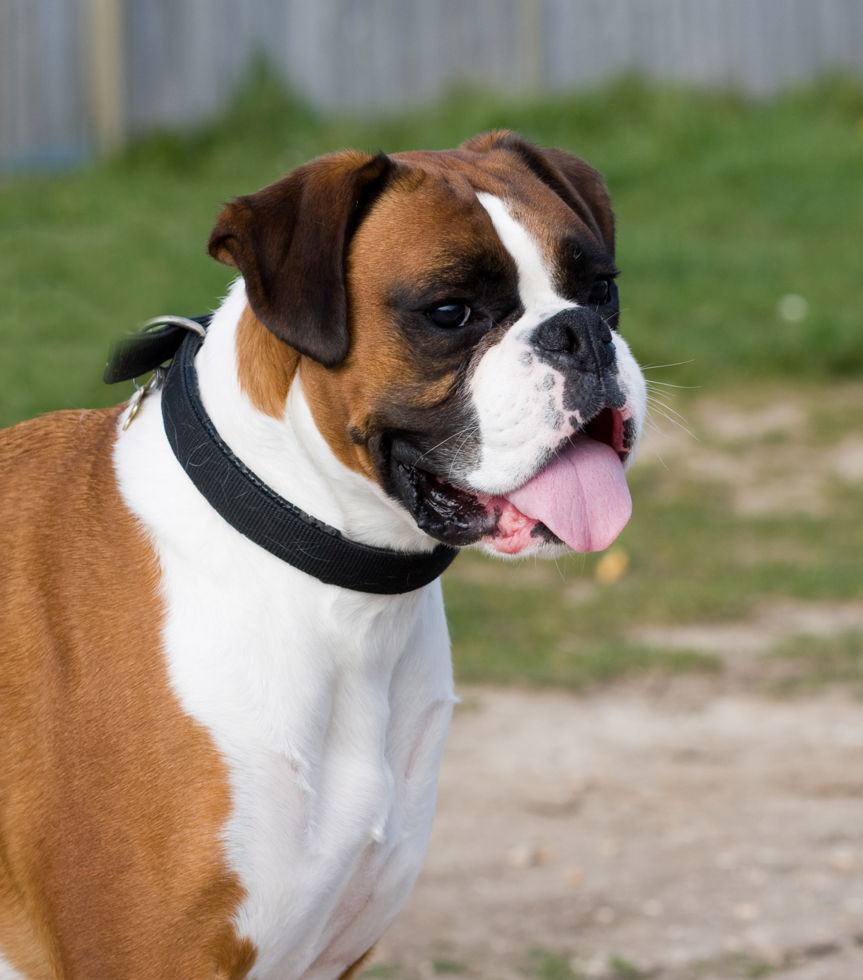 Imagen de un perro boxer