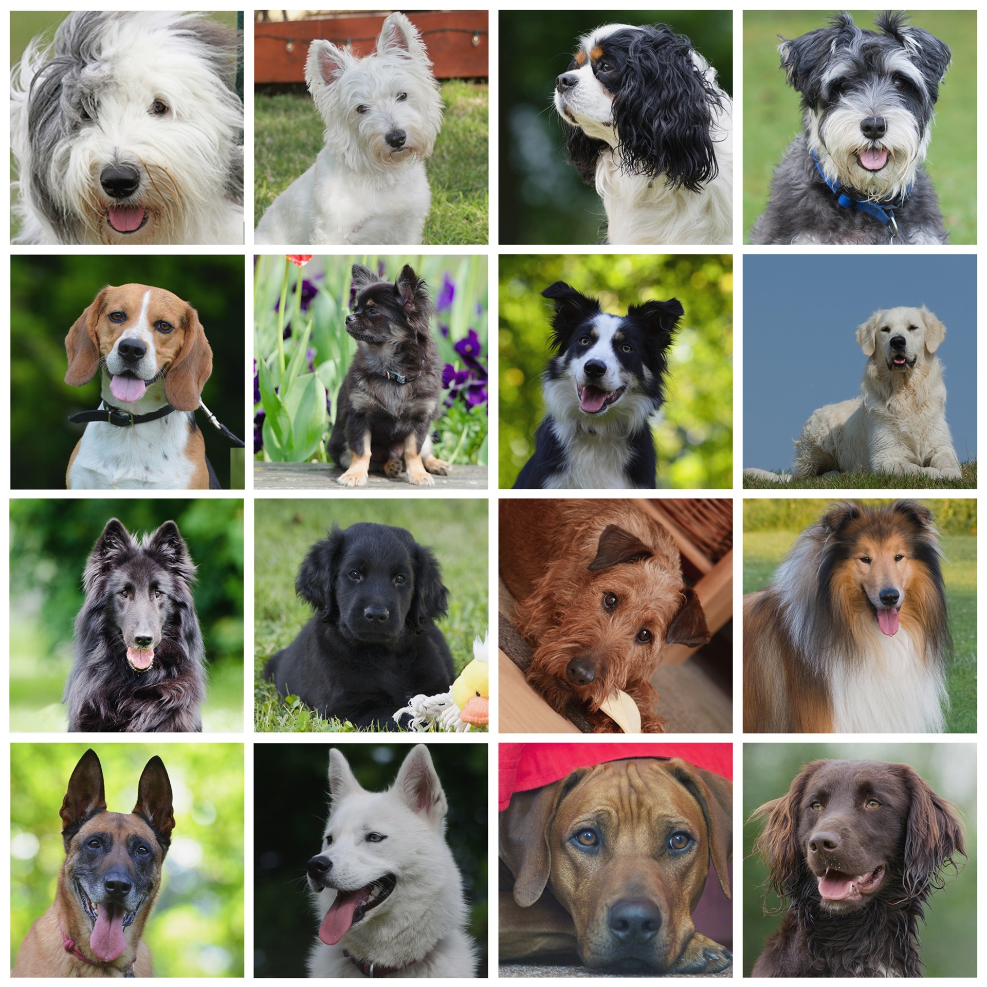 Perros Imagen de muchos perros